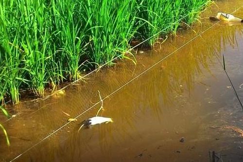 Hải Phòng: Nam thanh niên tử vong vì vướng bẫy chuột bằng điện