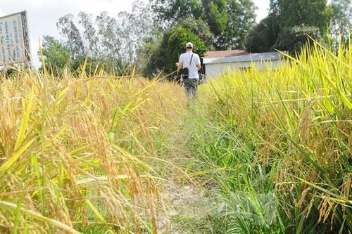 Khoảng 150 nghìn héc ta nguy cơ hạn mặn, thiếu nước