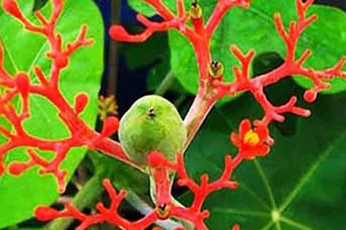 Cảnh báo ngộ độc sau vụ 14 học sinh nhập viện do ăn quả ngô đồng