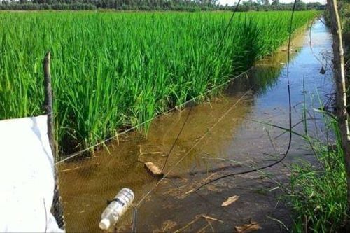 Tử vong khi bắt cá ngoài đồng vì vướng bẫy chuột bằng điện