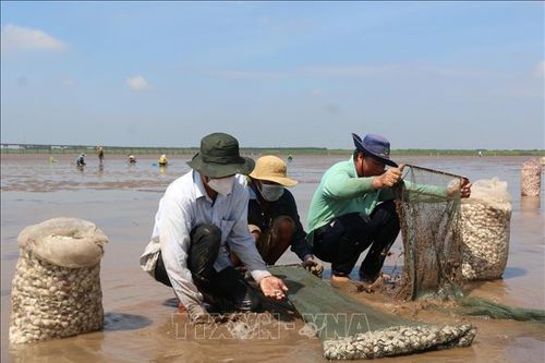 Tìm hướng đi cho nghêu nước sâu