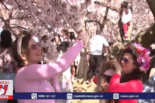 Mùa anh đào rực rỡ khoe sắc ở thủ đô nước Mỹ