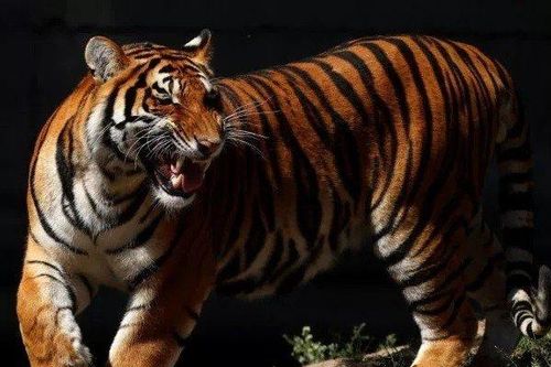 Hổ trốn thoát khi chuồng thú bị phá tung do lốc xoáy