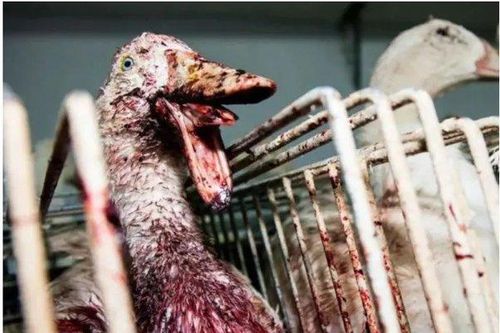 Món ăn kinh dị bị cấm nhưng giới quý tộc nhiều người săn lùng