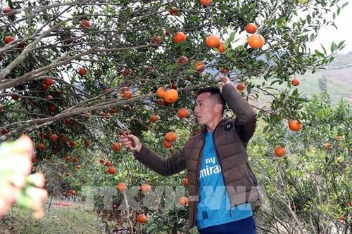 Sơn La xây dựng chuỗi liên kết sản xuất nông nghiệp