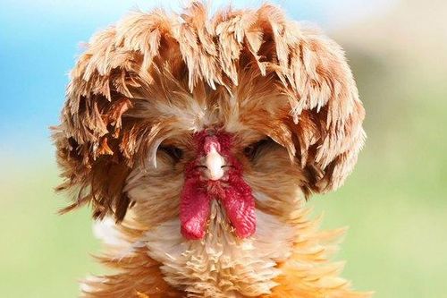Điều gì sẽ xảy ra với con người nếu không có những con gà trên thế giới?