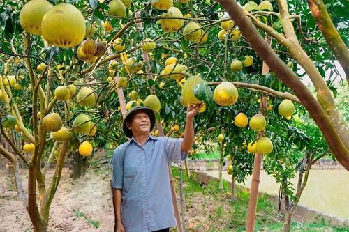 Niềm vui từ những vườn cây ăn quả hữu cơ