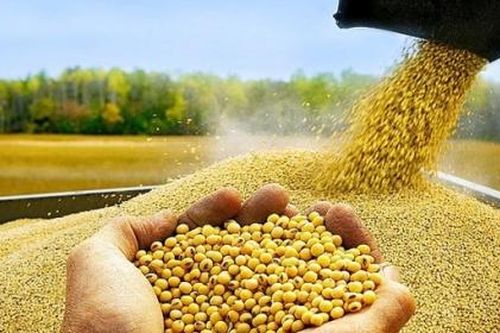 Vì sao doanh nghiệp xin giảm thuế nhập khẩu khô đậu tương?