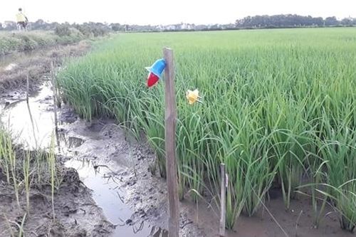 Vướng bẫy chuột bằng điện, nam thanh niên đi bắt cá tử vong