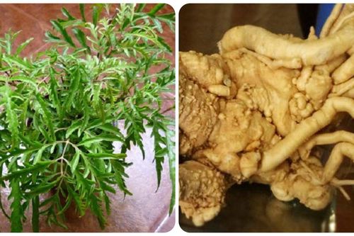 Cây đinh lăng - không chỉ làm cảnh mà còn là 'nhân sâm' của người nghèo