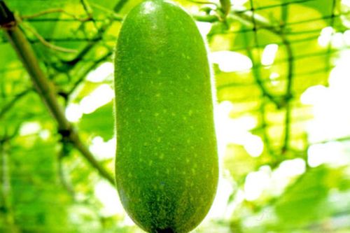 Công dụng bất ngờ từ bí đao không phải ai cũng biết