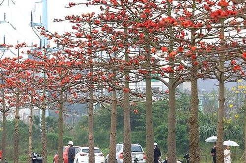 Ngắm hàng cây hoa gạo đỏ rực trời ngay trong lòng Hà Nội