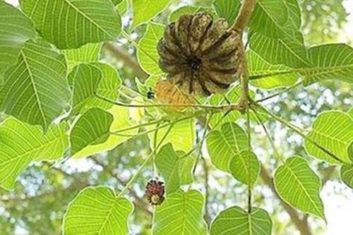 Cảnh báo hàng loạt học sinh nhập viện nghi do ăn quả cây ngô đồng