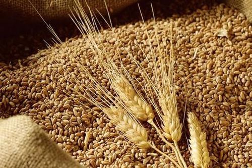Lúa mì chỉnh gene giúp chịu hạn phát triển tại nhiều quốc gia trên thế giới