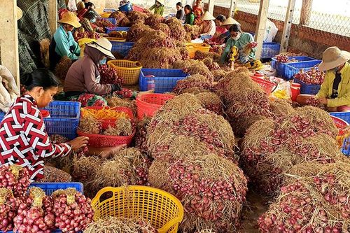 Ổn định sản xuất và tiêu thụ hành tím