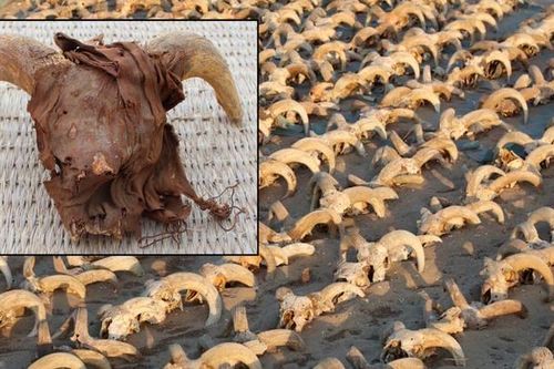 Phát hiện 2.000 đầu cừu được ướp xác ở Ai Cập, chuyên gia kinh ngạc