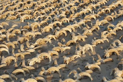Phát hiện hàng ngàn xác ướp động vật trong đền thờ cổ Ai Cập