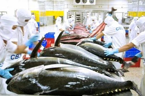 Năm 2023, doanh nghiệp xuất khẩu cá ngừ chuyển hướng sang thị trường nhỏ