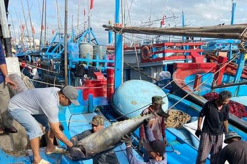 Tổng cục Thủy sản lên tiếng vụ cảng cá 'vẽ' quy định gây khó doanh nghiệp