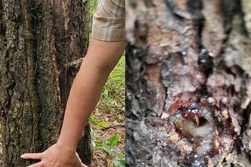 Loạt cây thông 33 năm tuổi bị kẻ xấu đổ hóa chất vào thân