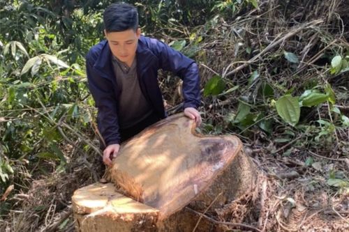 Điều tra, làm rõ các đối tượng phá rừng ở huyện Nam Đông