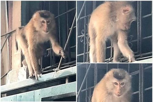 Khỉ hoang gây náo loạn khu dân cư ở Hà Nội