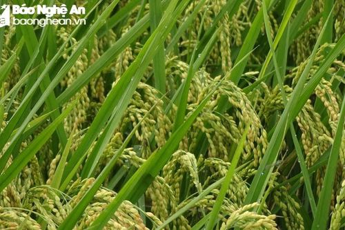 Nghệ An mở rộng diện tích lúa chất lượng cao