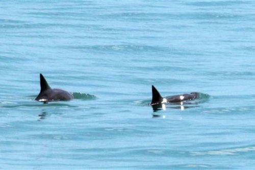 CITES phạt Mexico do không thể bảo vệ loài cá heo Thái Bình Dương