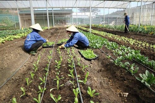 Giá một số nông sản ở Lâm Đồng tăng trong mùa khô hạn