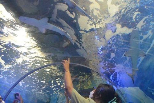 Khám phá thế giới đại dương ở Viện Hải dương học