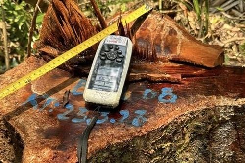 Xác định 4 nghi can trong vụ phá rừng phòng hộ