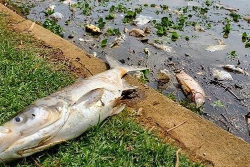 Cá ngoi kín mặt nước để thở rồi chết la liệt ở hồ Xuân Hương