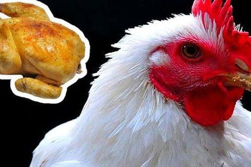 Loại thịt nào được loài người ăn nhiều nhất? Điều xảy ra khi thế giới thiếu vắng con vật này?