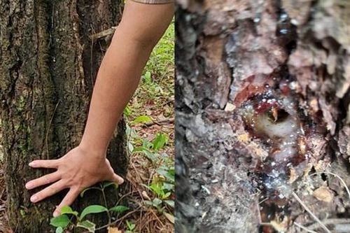 Kẻ xấu khoan và đổ hóa chất vào thân hàng chục cây thông 33 năm tuổi ở Quảng Trị