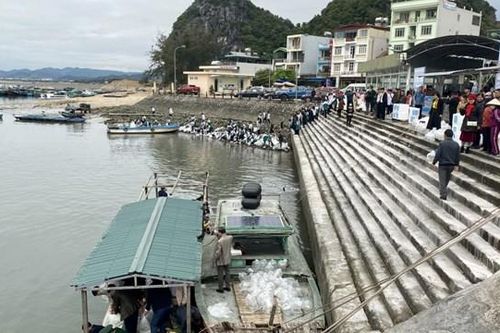 Quảng Ninh: Thả 2,3 triệu con giống thủy sản về biển
