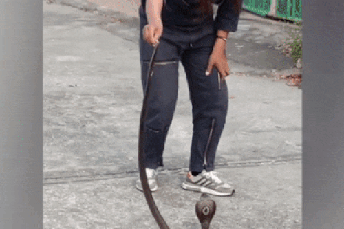 Cô gái dùng tay không bắt rắn
