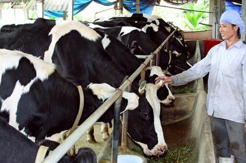 Gỡ vướng để giảm dần chăn nuôi trong khu dân cư khi xã lên phường