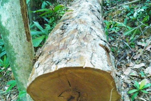 Quảng Bình: Khởi tố vụ phá rừng phòng hộ ở huyện Quảng Ninh