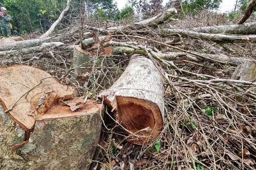 Kỷ luật nhiều cán bộ liên quan vụ phá rừng ở Quảng Trị