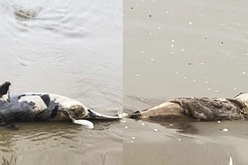 Liên tiếp phát hiện xác cá voi trôi dạt vào bờ biển Hà Tĩnh