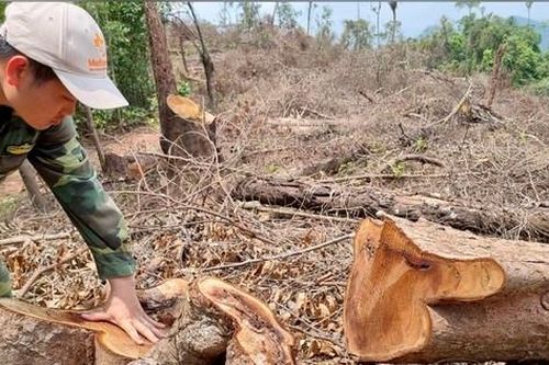 Vụ phá rừng nghiêm trọng ở Quảng Trị: Kỷ luật Trưởng Trạm Kiểm lâm khu vực Đakrông