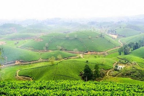 Đồi chè Long Cốc - Điểm du lịch xanh ở Phú Thọ