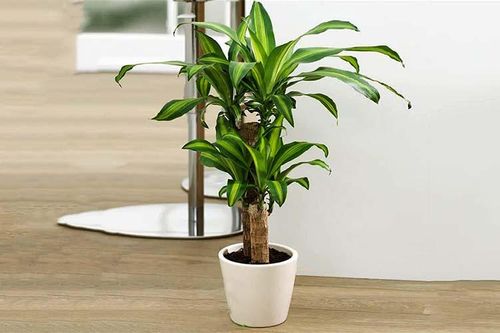 Thiết mộc lan - loài cây phong thủy cho mệnh Hỏa và Mộc phát tài
