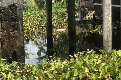 Phát hiện cảnh tượng ớn lạnh dưới ao cá sau nhà