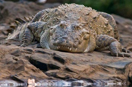 Sinh sống cùng thời với khủng long, tại sao cá sấu không tuyệt chủng?