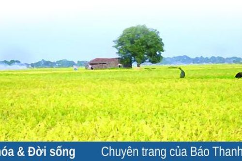 Nắng lại về...