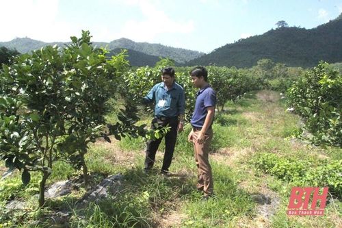 Phát triển vùng trồng cây ăn quả theo hướng bền vững