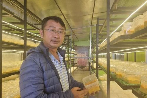 Ông chủ Dalat Newfarm và hành trình nuôi nấm đông trùng hạ thảo trên nhộng tằm
