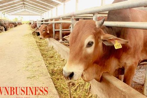 Hợp tác chăn nuôi giúp dân 'biển hồ' miền Đông thoát nghèo