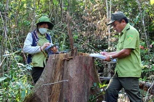 Truy tìm đối tượng khai thác gỗ trái phép tại rừng phòng hộ Vân Canh